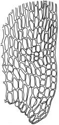 Camptochaete angustata. Alar cells of branch leaf. Drawn from A.J. Fife 8589, CHR 461007.
 Image: R.C. Wagstaff © New Zealand Institute for Bioeconomy Science 2026 CC-BY 3.0 NZ